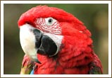 Scarlet Macaw